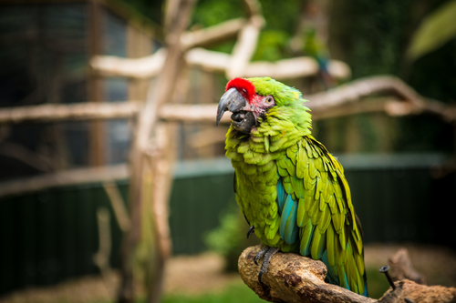 image by Brad Smith @ Unsplash parrot