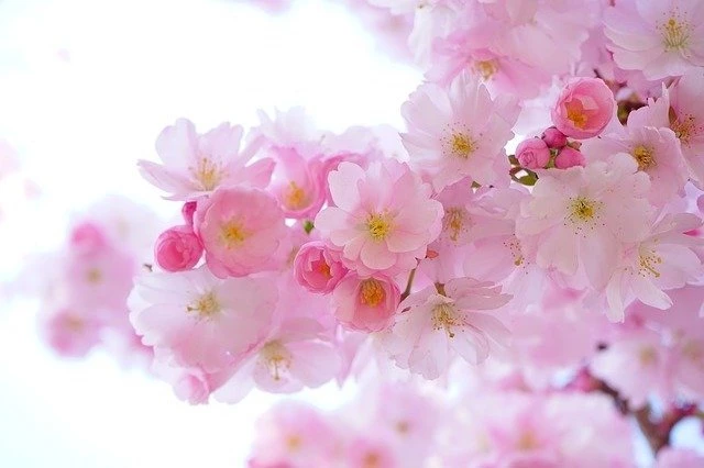 image by Hans Braxmeier @ Pixabay blossom