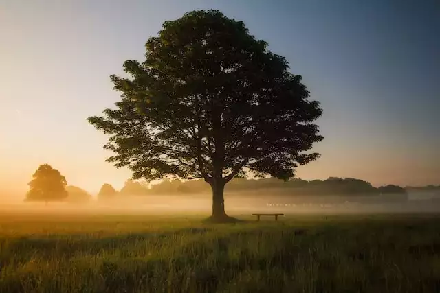 tree